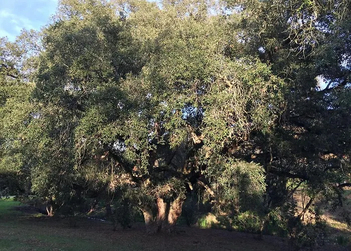 Leccia Di Lorello Villa Grosseto-Prugna