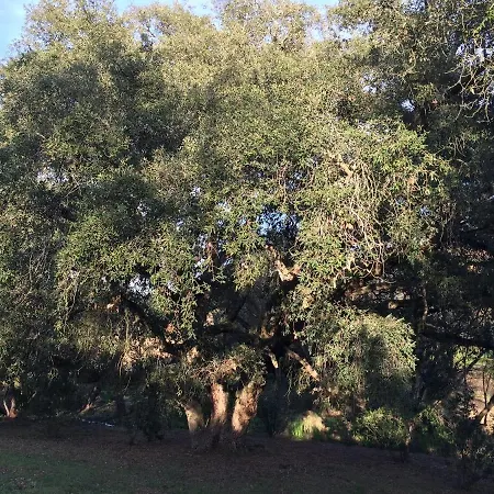 Leccia Di Lorello Villa Grosseto-Prugna
