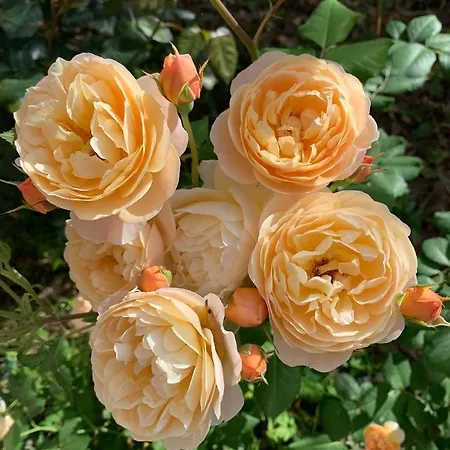 Leccia Di Lorello Grosseto-Prugna