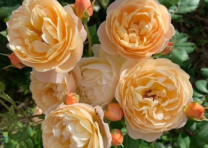 Leccia Di Lorello Grosseto-Prugna